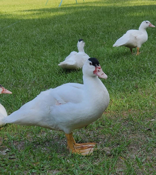 (White) Muscovy Duck (Young Male)