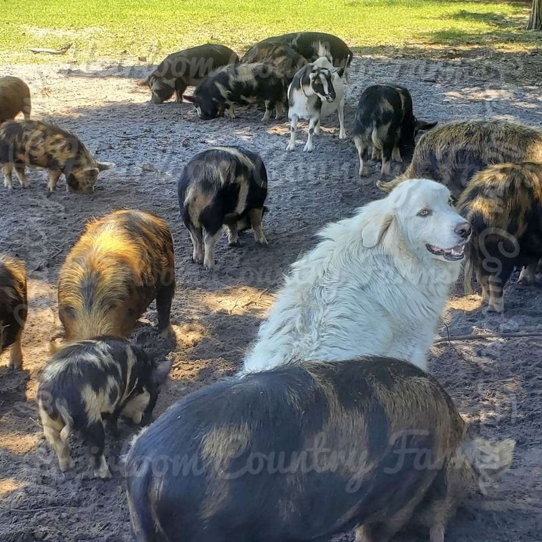 Heirloom Country Farms photo 9