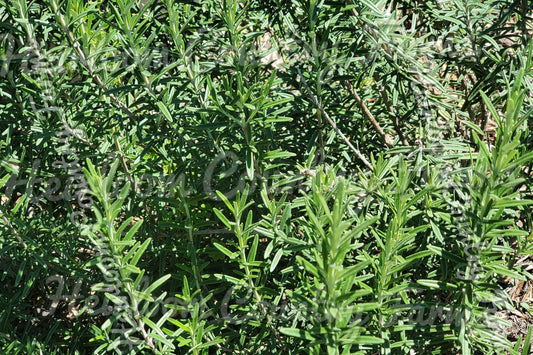 Fresh Rosemary (Bunch)