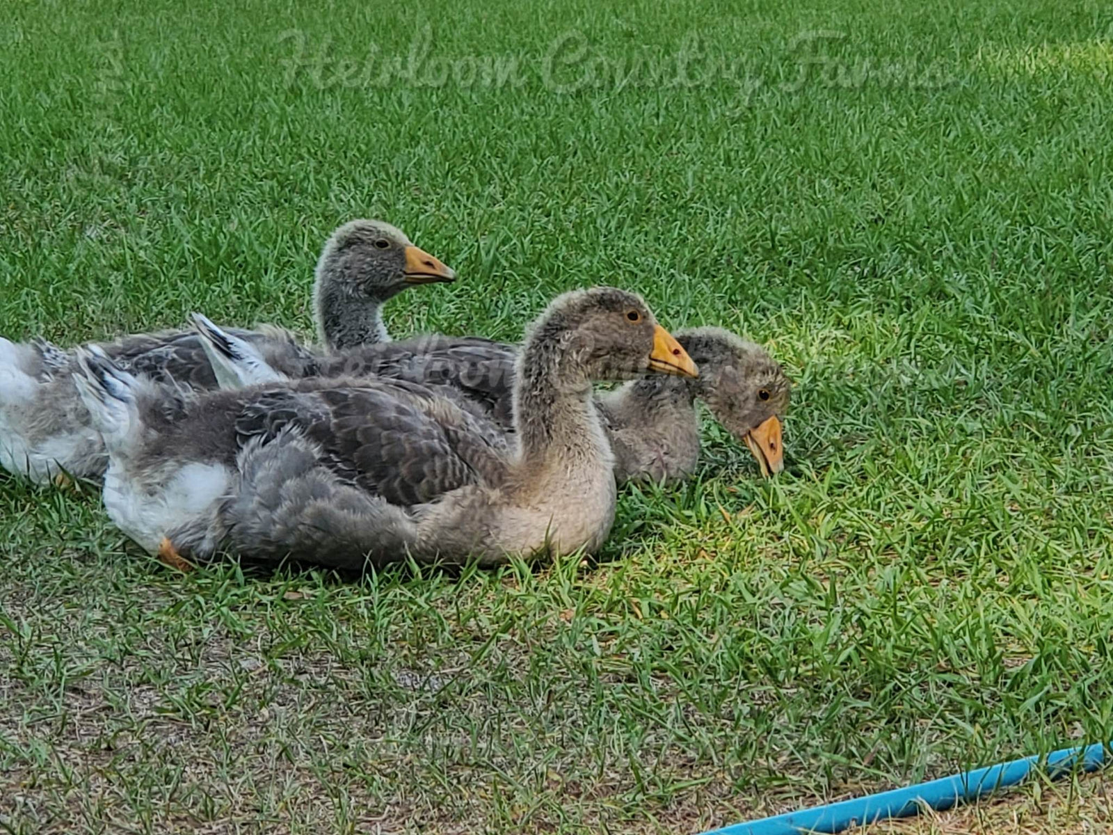 Heirloom Country Farms photo 18